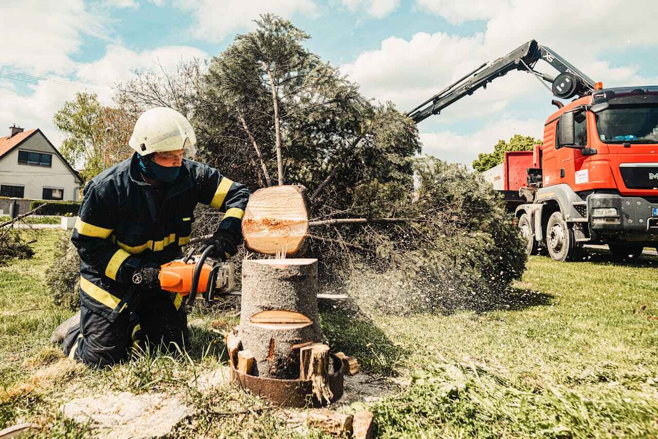 Tree Health Inspection in Hillcrest, CA